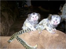 baby marmoset monkeys for adoption