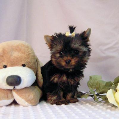 Affectionate Teacup Yorkie Puppies For Adoption (icisgood@gmail.com)
