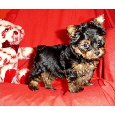 Healthy Adorable Teacup Yorkie Puppies