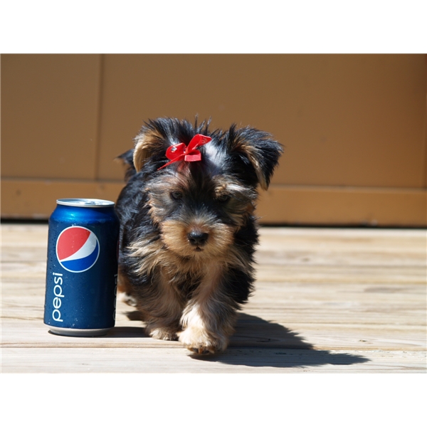 Teddy Bear Tiny Teacup Yorkie Puppies For adoption