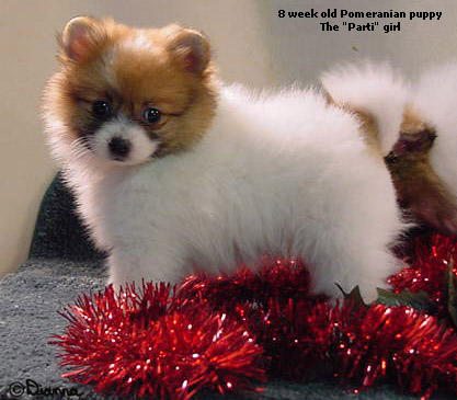 Pomeranian Puppies For Sale