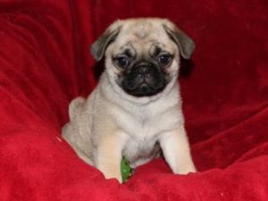 Pug Puppies For Sale.....