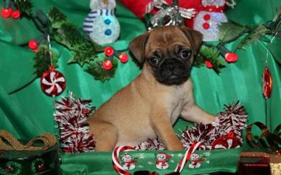 PEDIGREE PUG puppies for good homes