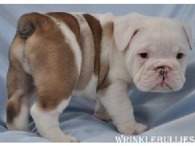 lovely  English Bulldog  puppy for sale