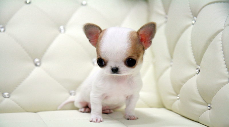 Affectionate Chihuahua Puppies for Adoption (12-Weeks)