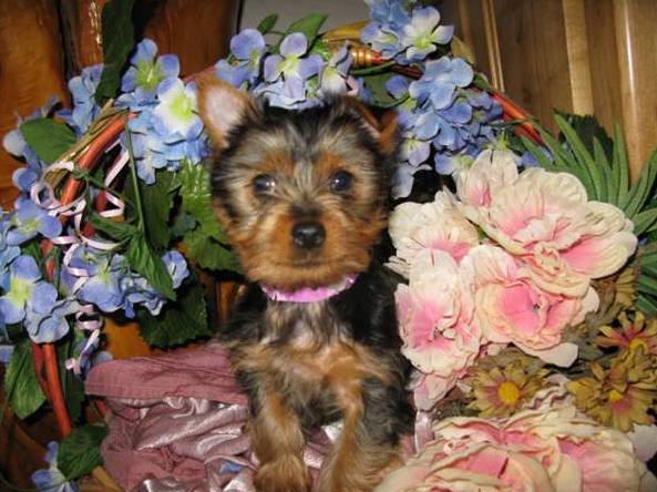 Energetic Yorkshire Terrier Puppy