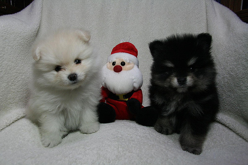 Pomeranian puppies,CKC Registerd,8 weeks old