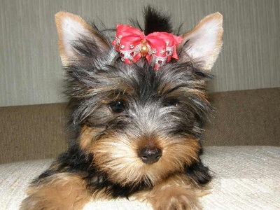 Awesome Teacup Yorkie puppies For Free Adoption