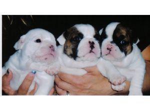 Gorgeous Male English Bulldog Puppy 8 Weeks Old