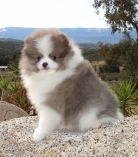 wonderful male and female pomeranian puppies