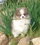 pomeranian puppy looking for a good and caring family