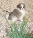 PERFECT POMERANIAN PUPPIES