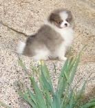 Sweet and wonderful Pomeranian puppy