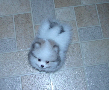 Beautiful Baby pomeranian