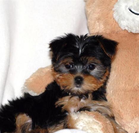 Adorable yorkies Puppies for adoption