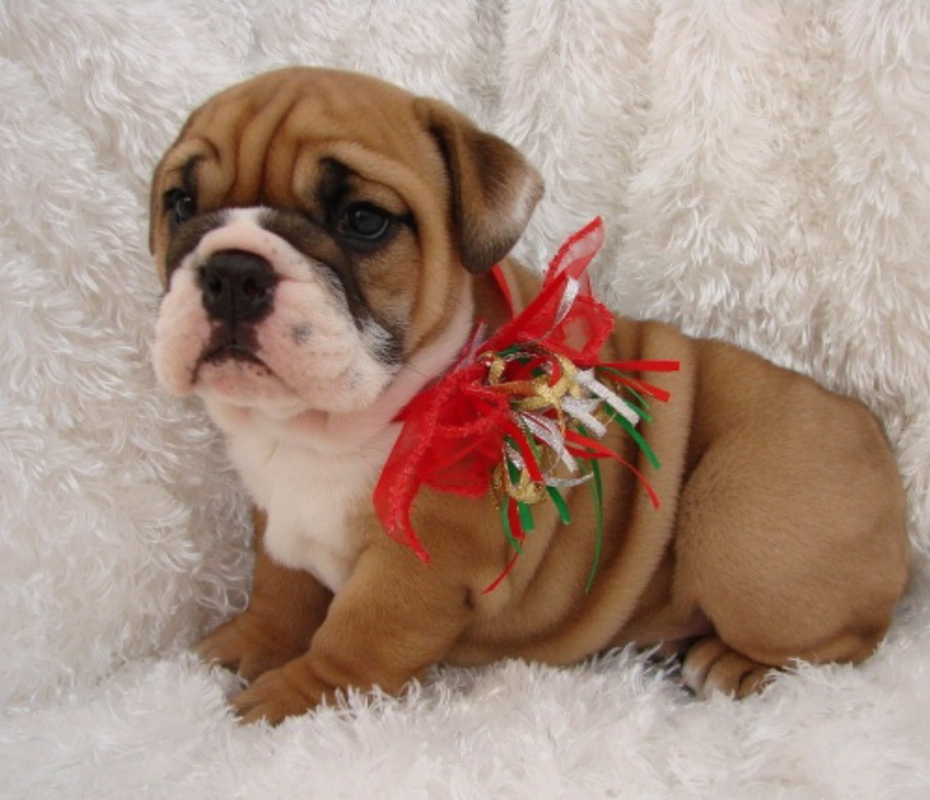 Healthy AKc English Bulldog Puppy for Adoption