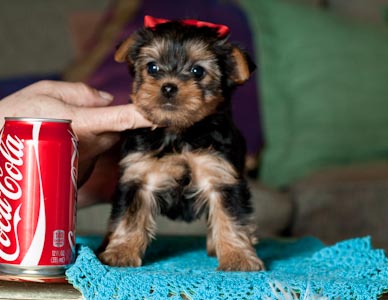 TEACUP YORKIE PUPPIES  TEACUP YORKIE PUPPIES  TEACUP YORKIE PUPPIES