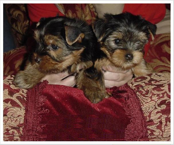 CUTE MALE AND FEMALE TEACUP YORKIE PUPPIES FOR ADOPTION