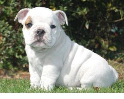 Affectionate English Bulldog Puppies For Good Homes