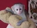 very cute baby capuchin monkey for free adoption