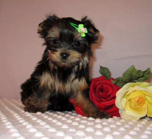 ,Yorkshire Terrier Puppies for Sale