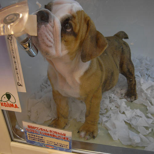 Healthy English Bulldog Puppies For Adoption.