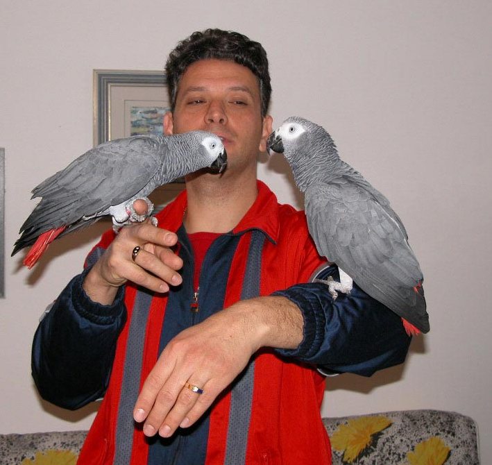 Potty Trained African Grey Parrots For Re Goming
