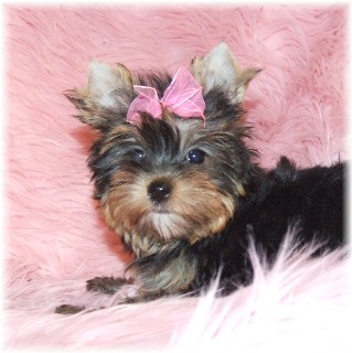 AKC REGISTERED AND CUTE MALE AND FEMALE TEA CUP YORKIE PUPPIES FOR FREE ADOPTION