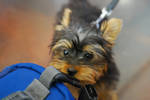 Two Yorkie Puppies Available