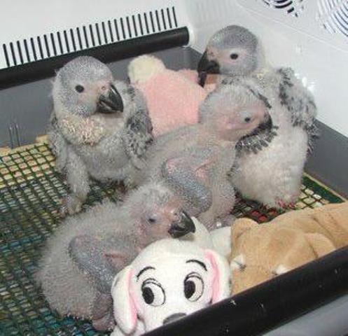 African Grey Parrots For Adoption