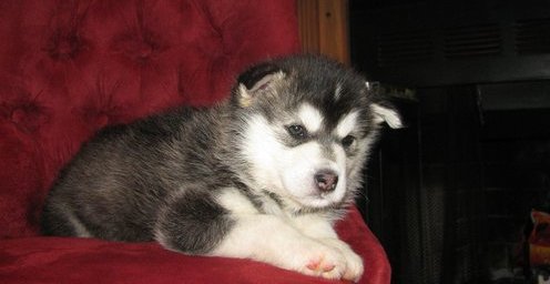 HEALTHY siberian husky puppies