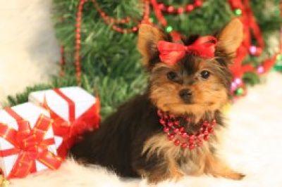 TWO MALE AND FEMALE LOVELY YORKIES FOR ADOPTION LE.JESSICAL@YAHOO.COM)