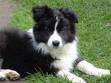 border colie puppy for your good home