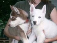 cute and adorable siberian husky puppies for adoption