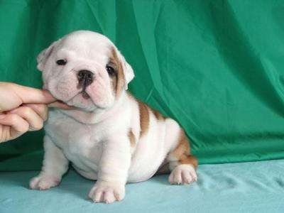 healthy english bulldog