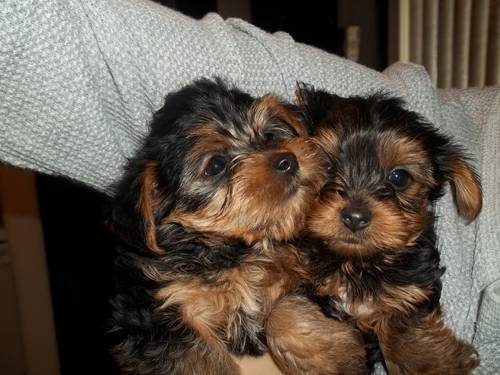 AKC REGISTERED YORKIE PUPPIES