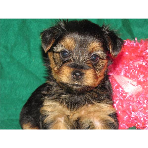 Tiny Male and Female Yorkie Puppies For Adoption