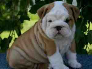 Healthy English bulldog puppies for a new home