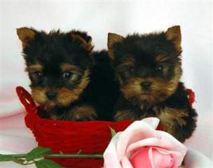 Tea-Cup Male and Female Yorkie Puppies For Adoption (gray.johson@yahoo.com)