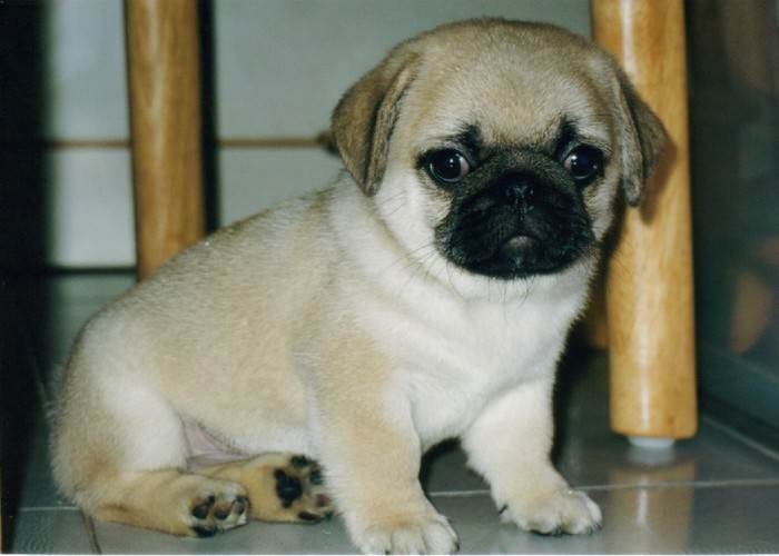 male and female pug puppies