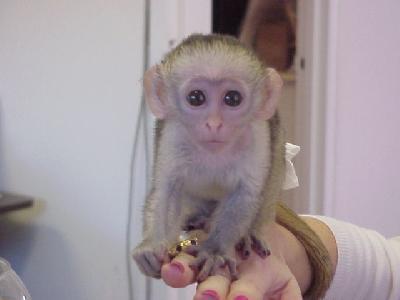 cute Capuchin  monkey  for adoption