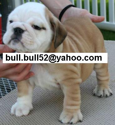 male and female bulldogs puppies for adoption
