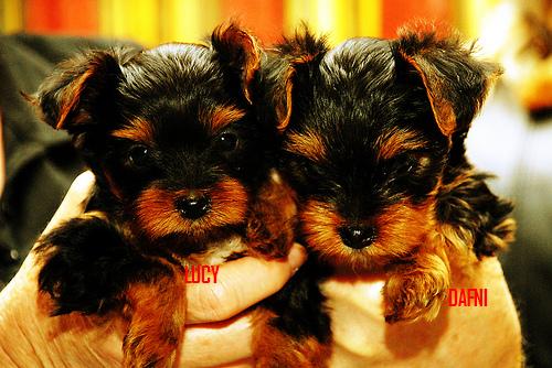 Extremely cut teacup yorkie puppies available for adoption