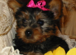 Adorable Teacup Yorkie Puppies For Free Adoption