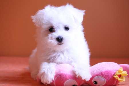 Adorable Maltese Puppy For Sale(joedavid10@live.com)