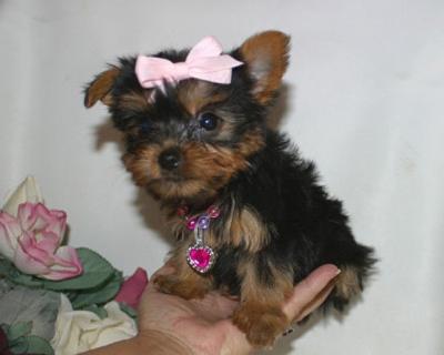 Excellent Teacup Yorkie Puppies For Free Adoption