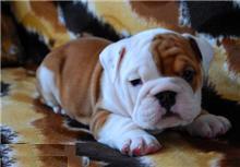 These puppies are champion sired and will have the perfect English bulldog