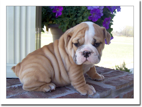 Fabulous,English Bulldog Puppies Available For Adoption