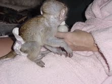 Baby monkeys for adoption