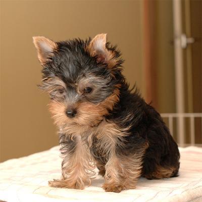 cute teacup yorkie puppies for adoption